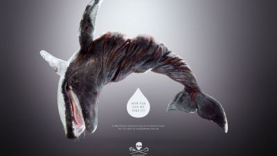 25 тысяч китов были незаконно убиты за последние годы.