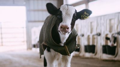 Защитники животных могут ударить по мясной индустрии в размере 3,2 млрд долларов. Livekindly.com