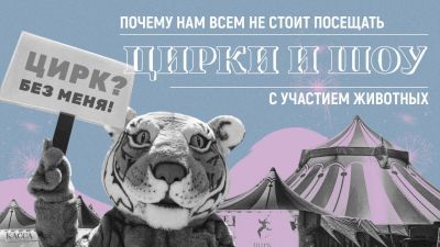 Инфографика VeggiePeople.org: почему нам не стоит посещать цирки и шоу с участием животных