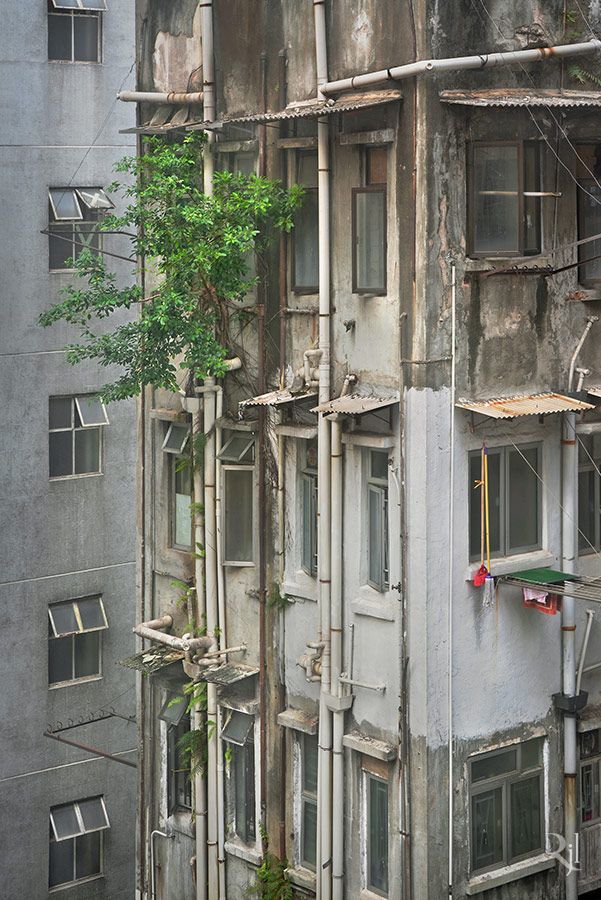 Вопреки всему: живая природа Гонконга