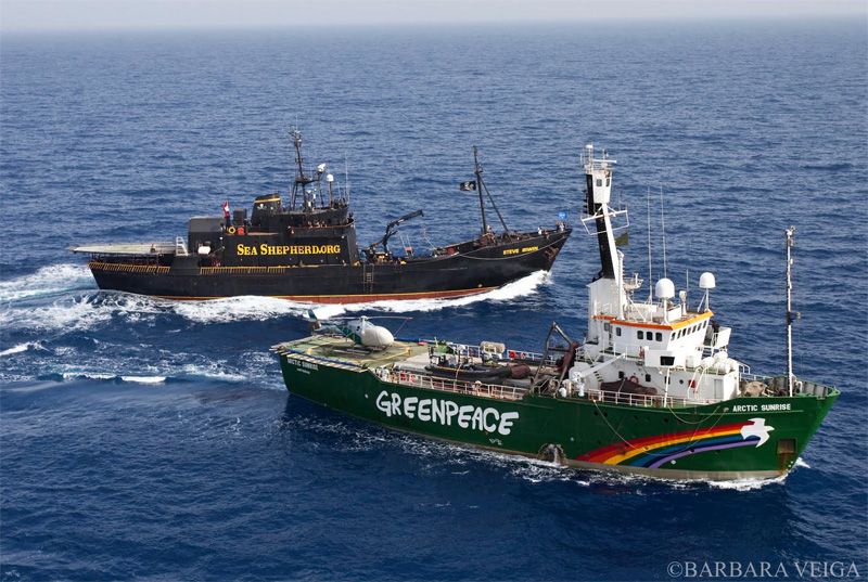 Sea Shepherd призывает Greenpeace перейти на веганство
