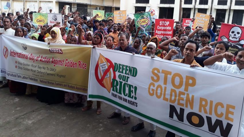Протесты против «Золотого риса»