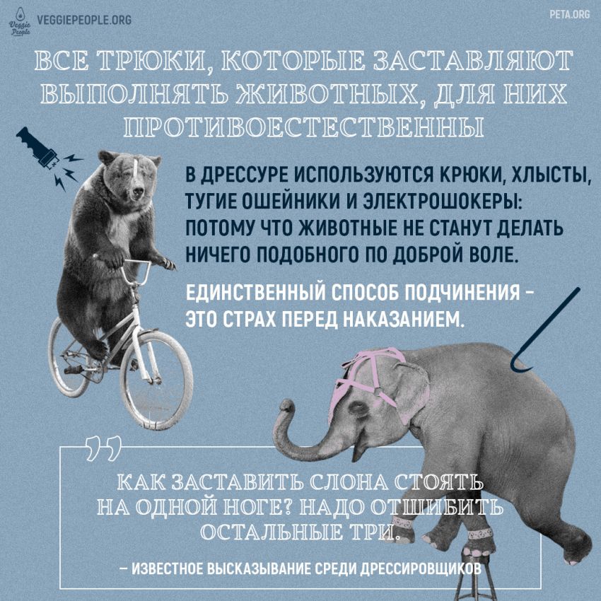 Инфографика VeggiePeople.org: почему нам не стоит посещать цирки и шоу с участием животных